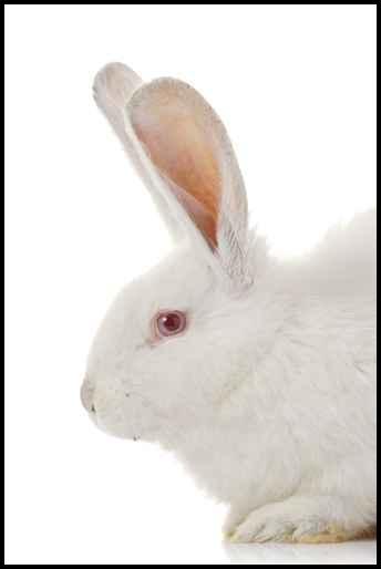 Click to go to Gentaur's promotions